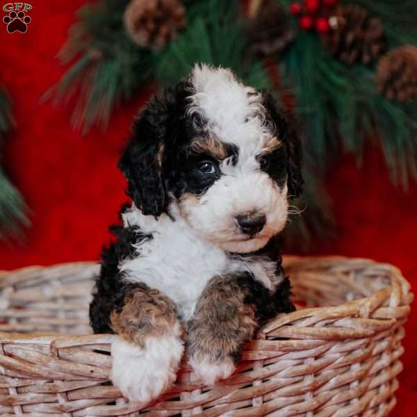 Bimbo, Mini Bernedoodle Puppy